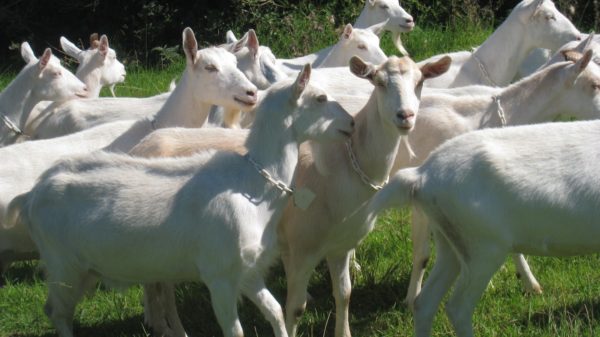 Saanen Dairy Goats