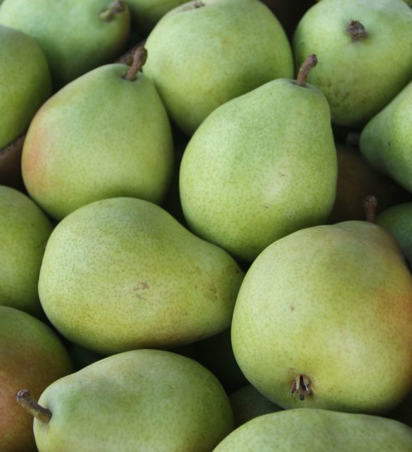 Fresh Pears