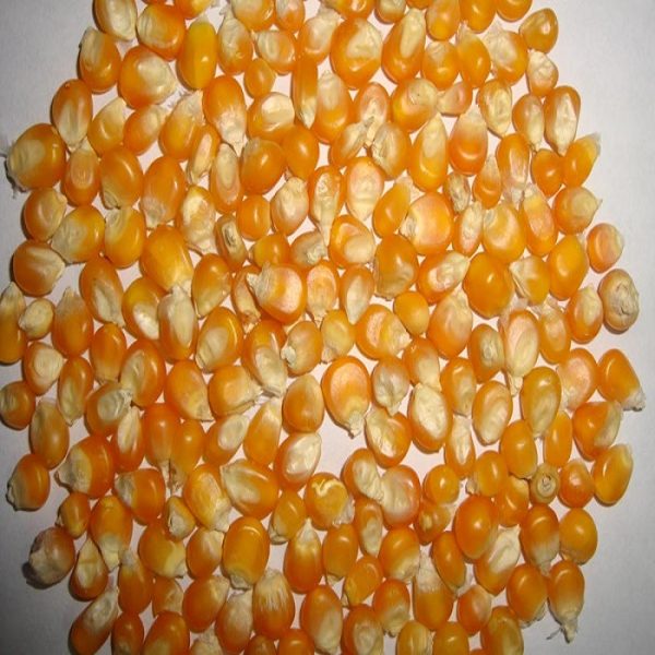 Yellow & White Maize