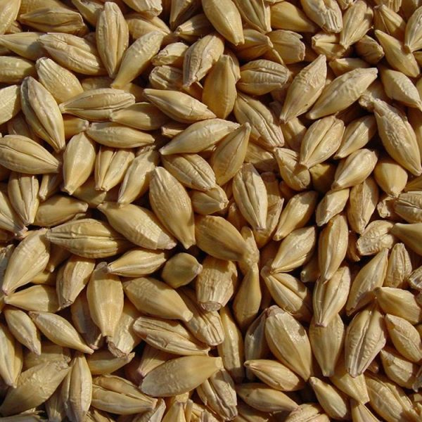 Barley Grain