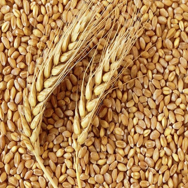 Wheat Grain