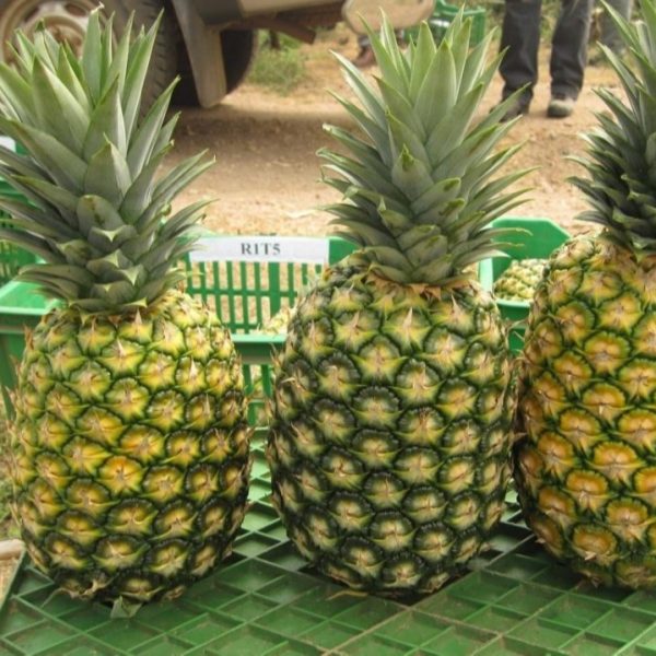 Pineapple